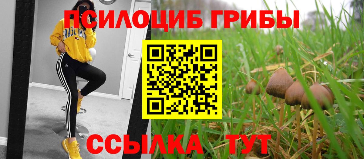 Элиста  Псилоцибиновые грибы прущие грибы  Вход с VPN 